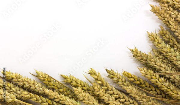 Obraz spighe di grano