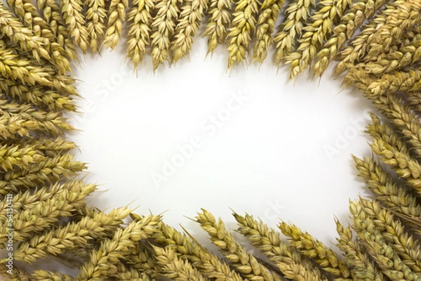 Obraz spighe di grano