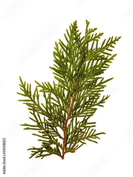 Fototapeta Macro image of a branch from a green cedar tree on a backlit transparent background.
