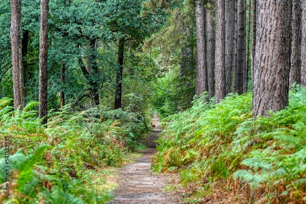 Fototapeta path in the forest