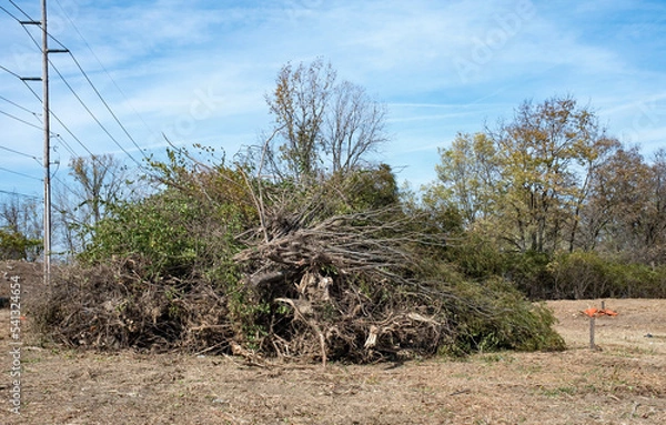 Obraz Large Tree Debris Pile from Clearing Land