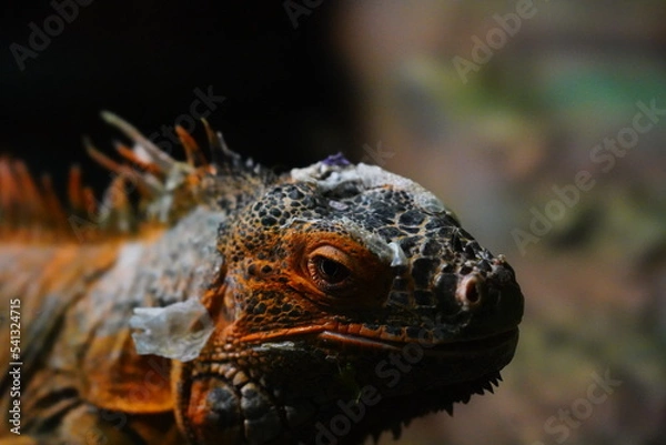 Fototapeta close up of a iguana