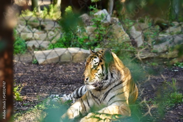 Fototapeta tiger in the zoo