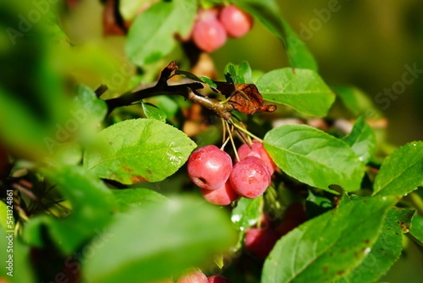 Fototapeta red cherries on a tree