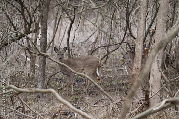 Fototapeta Deer hiding in the Woods