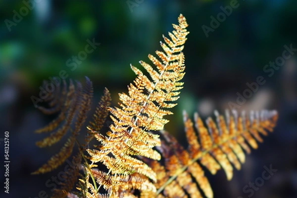 Fototapeta close up of fern leaf