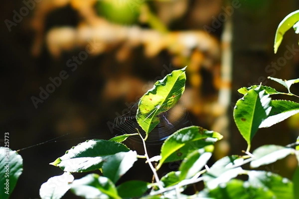 Fototapeta spider on leaf