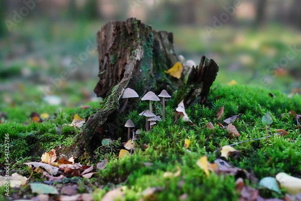 Fototapeta mushrooms in the moss