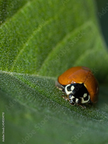 Obraz vida de inseto