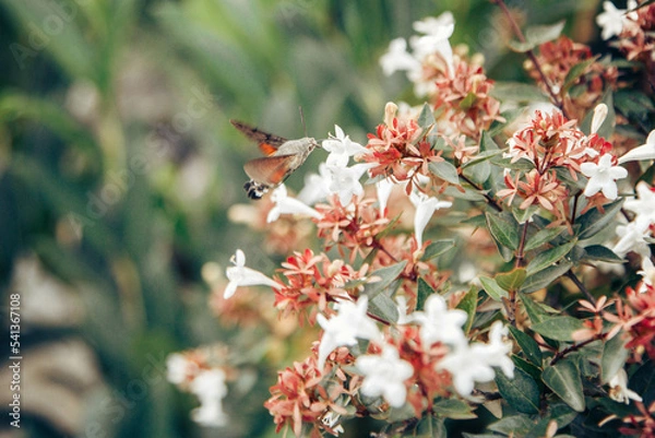 Obraz Sphingidae insect looks like colibri