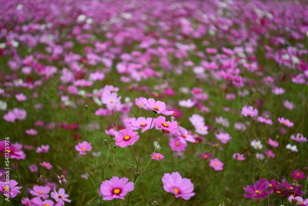 Fototapeta 一面に咲いたコスモス
