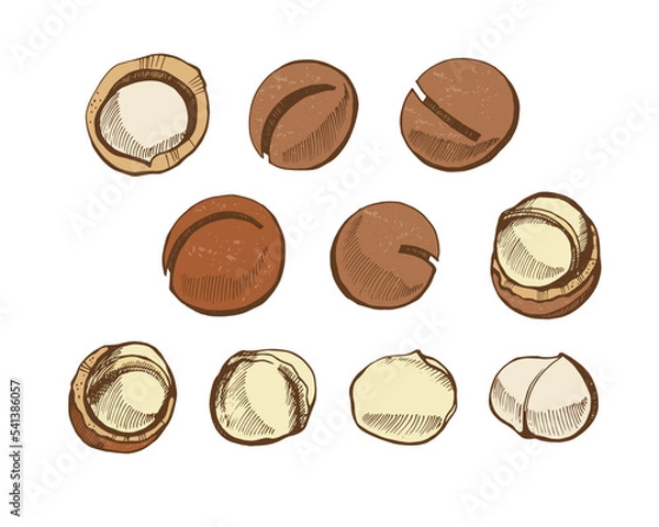 Fototapeta Set of macadamia nuts on a white background. Hand drawn vector illustration.Vegan food. 