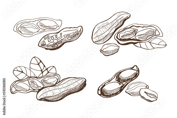 Fototapeta Set with peanuts and leaves on a white background. Hand drawn vector illustration. Vegan food. 