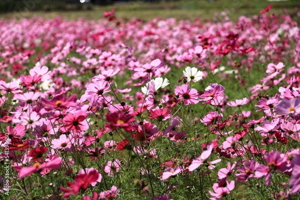 Fototapeta 休耕田のコスモス