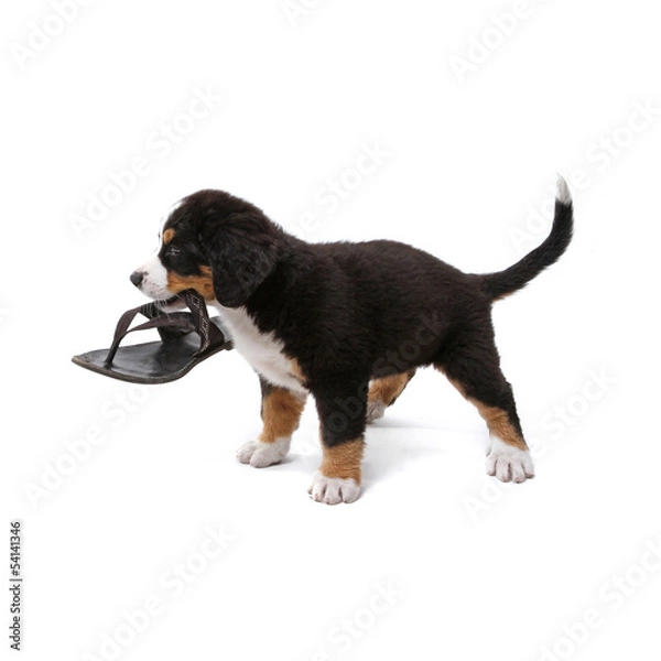 Fototapeta little puppy of bernese mountain dog playing on white background