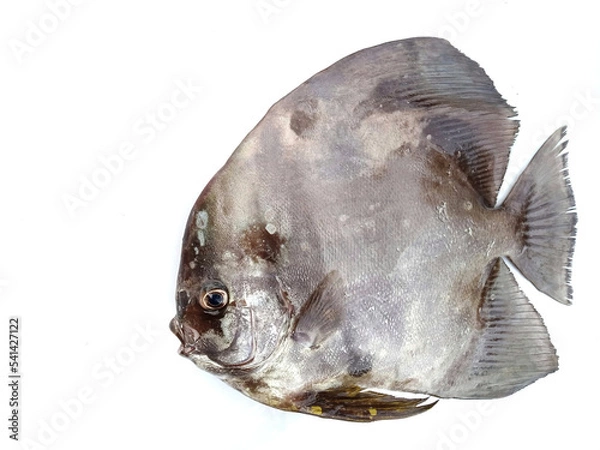 Obraz Longfin batfish, spadefish on white background
