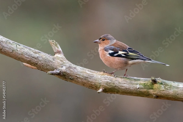 Fototapeta Chaffinch (Fringilla coelebs) perched on a branch in the forest in autumn, Cairngorms, Scotland
