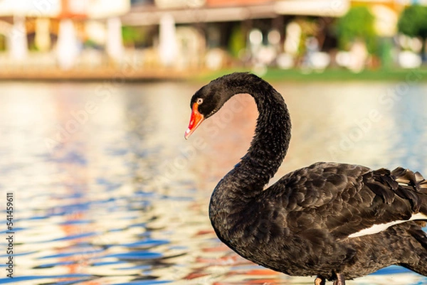 Fototapeta blurred black swan in motion on a clean pond against the backdrop of a picturesque landscape.