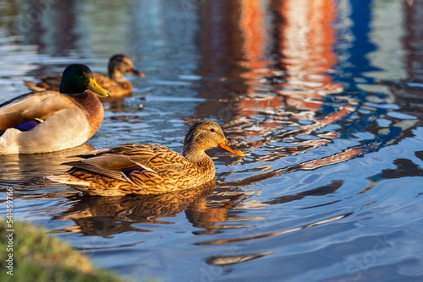 Obraz A family of mandarin ducks swims on a clear lake