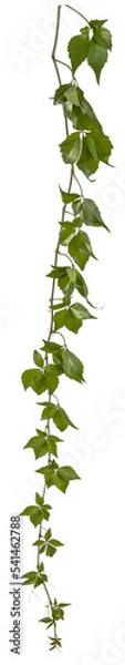 Fototapeta green leaves of a vine branch isolated on transparent background - png - image compositing footage - alpha channel - climbing plants - high resolution