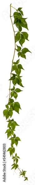Fototapeta branch of a hanging down vine plant isolated on transparent background - climbing plant - high resolution - alpha channel - png - nature element - image compositing footage - jungle - nature - forest