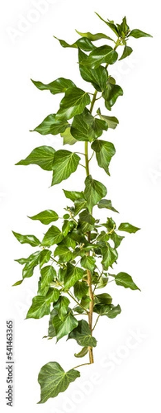 Fototapeta green leaves of a ivy / hedera branch isolated on transparent background - png - image compositing footage - alpha channel 