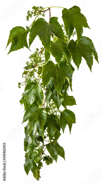 Obraz Vine / Climbing plant - green leaves of a vine branch isolated on transparent background - png - image compositing footage - alpha channel 