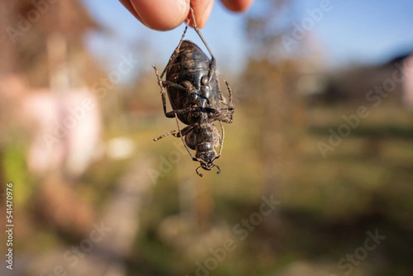 Obraz a big dead black beetle
