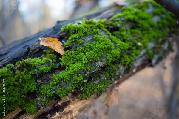 Obraz green moss on an old forest tree