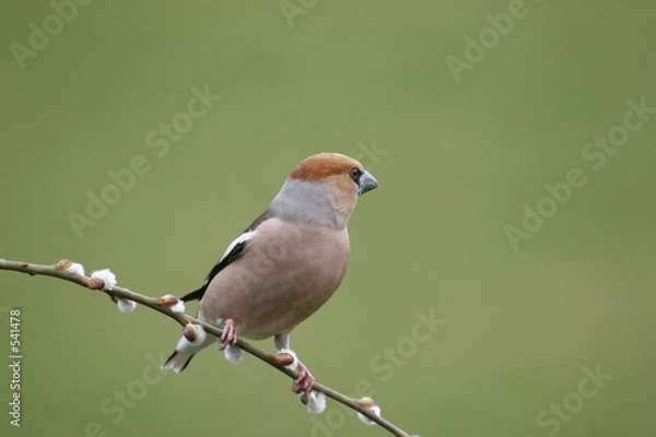 Fototapeta gros bec.