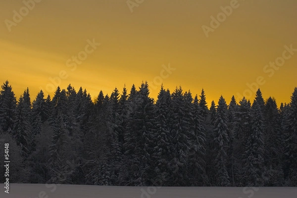 Obraz the magic wood