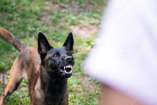 Obraz Belgian malinois shepherd dog growling and threatening showing her teeth