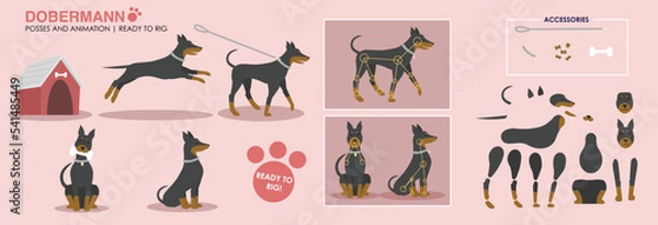 Obraz Ilustracja wektorowa wektorów Dobermana gotowa do zwalczania animacji. Chodzący psami, bawiąc się, siedząc. Uwzględniono pozy, a także zasoby podzielone gotowe do ożywienia. Animacja postaci z akcesoriami.