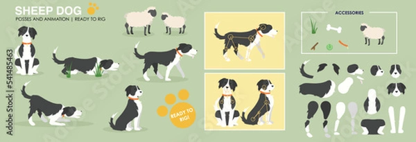 Obraz Collie sheep dog ready to animate. Vector illustration, multiple poses and accessories. Character animation puppy, cute dog, sheep herding. Broken down ready to animate. Farming sheep. cartoon. 