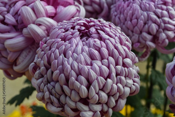 Fototapeta 가을 국화꽃