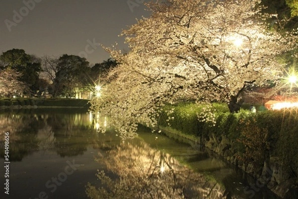 Fototapeta 名城公園の桜