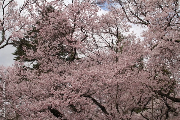 Fototapeta 高遠２