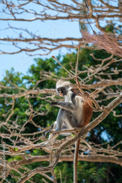 Obraz Zanzibar Colobus monkey 8 months old