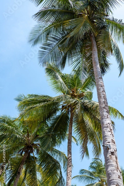 Obraz coconut palm trees
