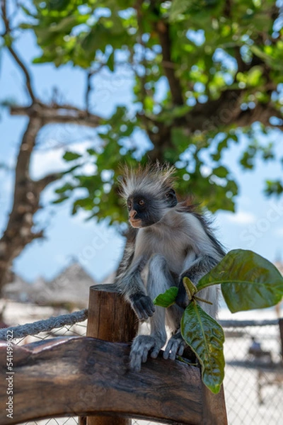 Obraz Zanzibar Colobus monkey 8 months old