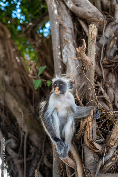 Fototapeta Zanzibar Colobus monkey 8 months old
