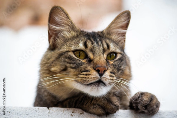 Obraz Gato asomado 2