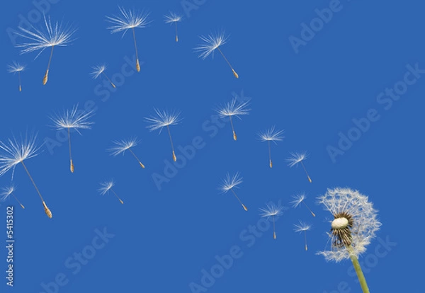 Obraz Mniszek lekarski