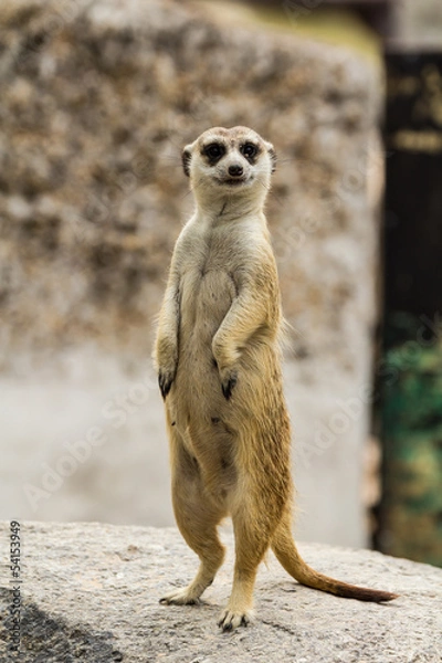 Obraz Meerkat