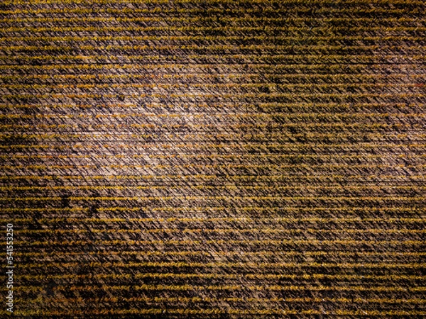 Fototapeta Vue aérienne symétrie vignes vin bordeaux