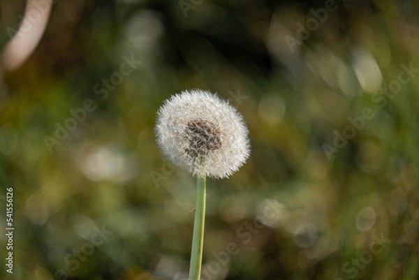 Fototapeta dandelion closeup