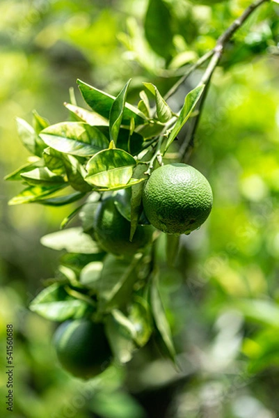 Fototapeta Persian lime, also known by other common names such as seedless, Bears and Tahiti lime, is a citrus fruit species of hybrid origin. Lime In the tree and garden situation, with selective focus