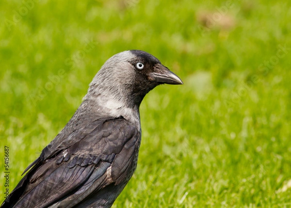 Fototapeta Jackdaw