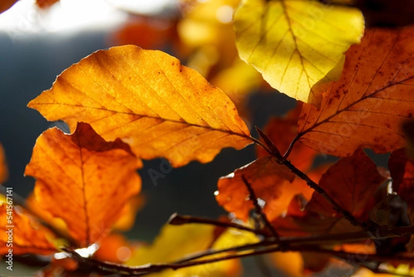 Fototapeta bunte Blätter Herbst rot gelb buche blauer Hintergrund niemand
