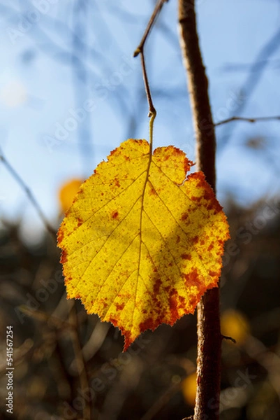 Fototapeta hasel Blatt bunt gelb rot sonne mit blauem Himmel Hintergrund niemand